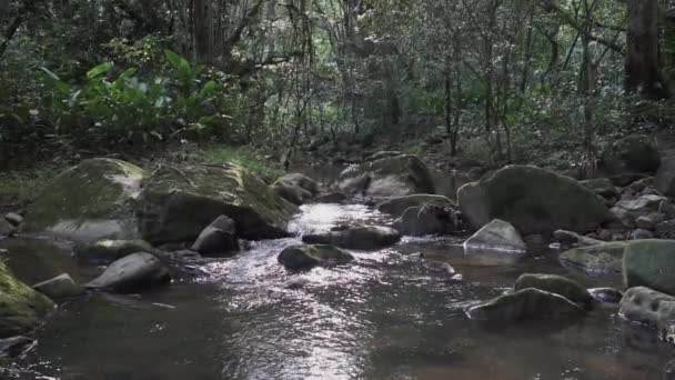 Cascada Motilona Hermosas Cascadas Tropicales Selva Profunda Selva Cerca Paicol — Vídeo de stock