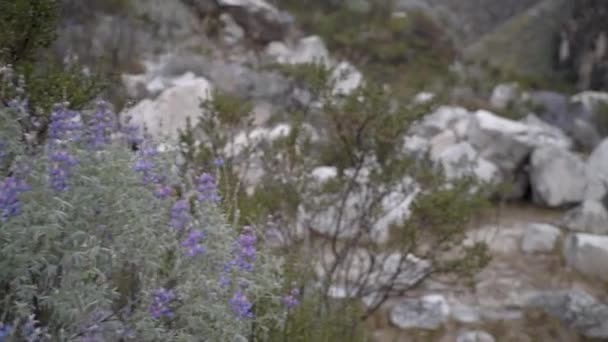 Молодой Кавказский Человек Путешествующий Горному Ландшафту Cordillera Blanca Горах Анд — стоковое видео