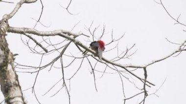 Kestane rengi Aracari, Pteroglossus Castanotis, Mindo, Ekvador 'daki yağmur ormanlarının tepesindeki bulut ormanı tepe noktasındalar..