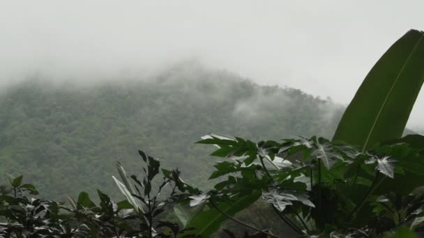 Saftiges Und Grünes Laub Des Tropischen Regenwaldes Dschungel Von Mindo — Stockvideo