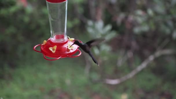 在厄瓜多尔安地斯山民都雨林的丛林中 嗡嗡地鸣叫着的鸟儿绕着喂食器飞翔 — 图库视频影像