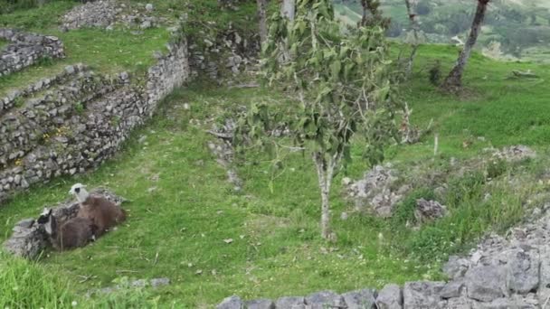 クエラップ ペルー 2019 古い失われた都市クエラップの歴史的な考古学的な場所で放牧 パーラスアンデス山脈の高地の高地に古代と先住民インカの定住 — ストック動画