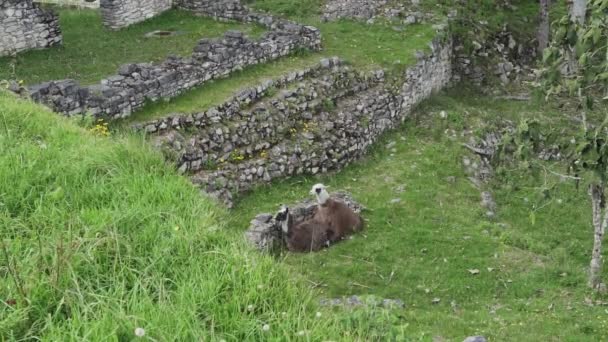 Kuelap Peru 2019 Llama Grazing Historical Archeological Site Old Lost — Stock Video