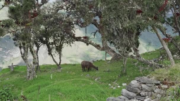 Kuelap Peru 2019 Lama Weidet Der Historischen Archäologischen Stätte Der — Stockvideo