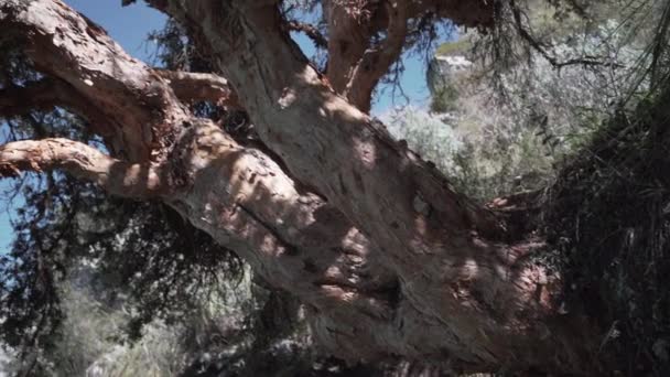 Alter Krummer Baum Wunderschönen Türkisfarbenen Wasser Der Lagunenlagune Den Hohen — Stockvideo