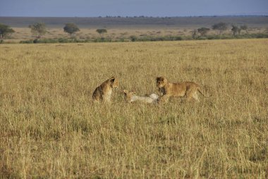 Afrika, Tanzanya 'daki Serengeti' nin kuzey ucunda, Kenya 'daki Maasai Mara Ulusal Doğa Koruma Alanında oyuncu aslan yavruları..