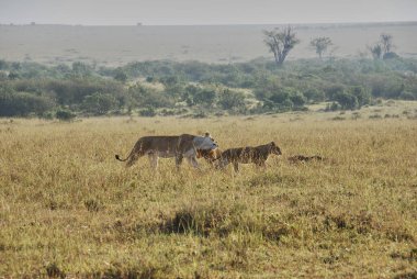 Aslan sürüsü, Panthera Leo, Kenya 'daki Maasai Mara Ulusal Doğa Koruma Alanında dişi aslanlar ve yavrularıyla birlikte Tanzanya, Afrika' daki Serengeti 'nin kuzey ucunda..