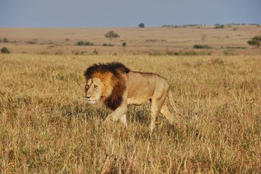 Büyük erkek aslan, Panthera Leo, Masai Mara 'da koyu yele ile Kenya' da Serengeti 'nin kuzey ucunda, Afrika, Tanzanya' da.