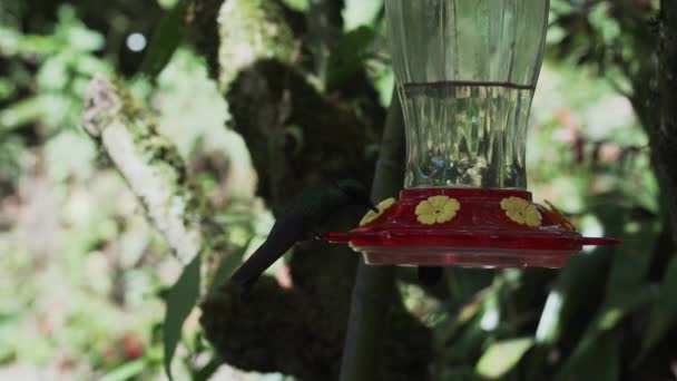 ペルーの山脈の反乱の近くの熱帯雨林のフィーダーの周りを飛んでいる速く 小さいハミングの鳥 — ストック動画