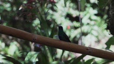 Peru 'nun And Dağları' ndaki Revash yakınlarındaki yağmur ormanlarındaki bir besleyicinin etrafında uçan hızlı ve küçük vızıldayan kuşlar..