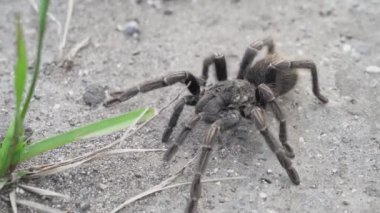 Büyük, kahverengi, kıllı tarantula örümceği Peru 'nun And Dağları' nda yolda yürüyor..