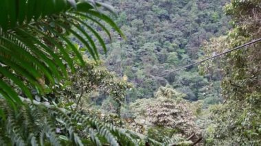 Sarı teleferik insanları vadiden ve Tarabita Mindo 'nun şelalelerinden geçiriyor. Bir las Cascadas, ormandaki yemyeşil ve yemyeşil yağmur ormanlarında. Mindo yakınlarındaki bulut ormanında..