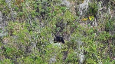 Gözlüklü ayı, Tremarctos ornatus, Ekvador 'daki Oso Andino arazisindeki dik bir vadiden tırmanarak And Dağları' ndaki ormanların yerlisi.