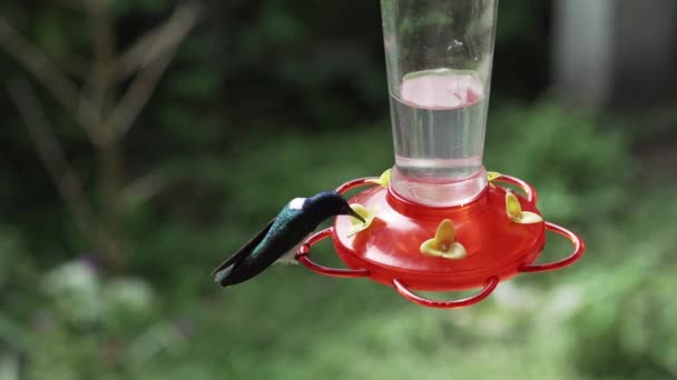 在厄瓜多尔安地斯山民都雨林的丛林中 嗡嗡地鸣叫着的鸟儿绕着喂食器飞翔 — 图库视频影像