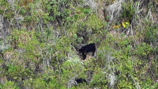 エクアドルのオソ アンドリーノ保護区のジャングルで急なゴージャスを通って登る高地と地中海の山々の森に生息するクマ トレマルクトスまたはナトゥス — ストック動画