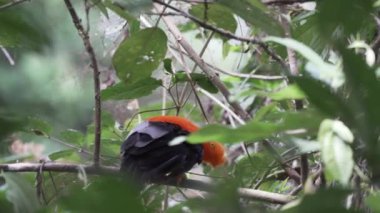 Kayadaki And horozu, Rupicola Peruvianus, Peru dağlarındaki Gocta şelalelerine giden Amazon 'un yoğun ve yemyeşil yağmur ormanlarında tünemiş parlak turuncu bir kuş..