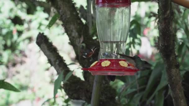 Burung Bersenandung Cepat Dan Kecil Terbang Sekitar Pengumpan Hutan Hujan — Stok Video
