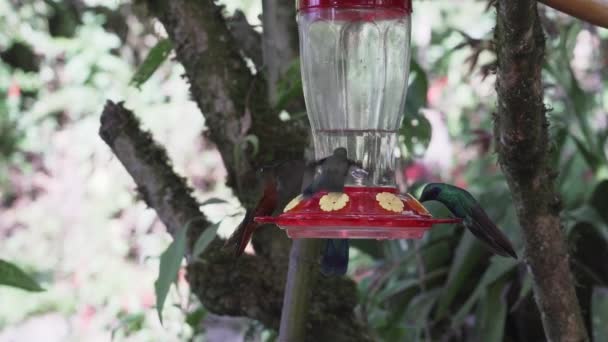 秘鲁安第斯山脉里Revash附近的热带雨林里 飞来飞去的又快又小的嗡嗡声鸟儿 — 图库视频影像