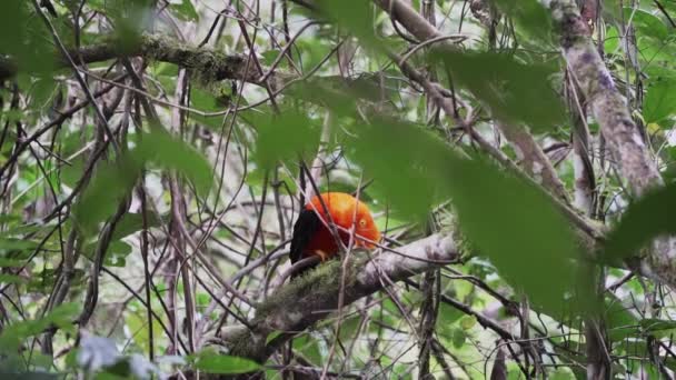 位于岩石上的安第斯公鸡Rupicola Peruvianus是一种明亮的橙色帕萨里鸟 栖息在茂密而繁茂的亚马逊热带雨林中 飞往秘鲁安第斯山脉的Gocta瀑布 — 图库视频影像
