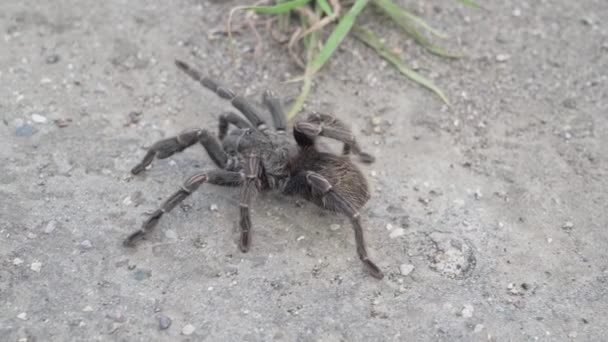 在秘鲁的安第斯山脉里 一只棕色的毛茸茸的蜘蛛正穿过马路 — 图库视频影像