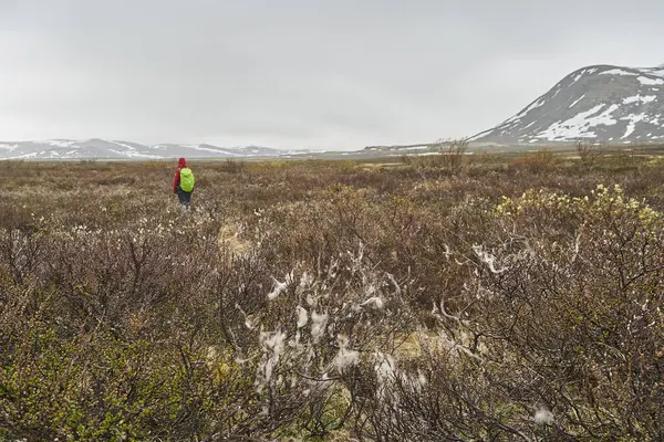 Hiker walking through the landscape of the cold harsh tundra in Dovrefjell national park in the highlands of central Norway