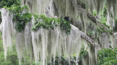Gözlüklü ayı, Tremarctos ornatus, Andean dağlarındaki dağların ormanlarına özgü, Ekvador 'daki Oso Andino rezervindeki ormandaki yüksek bir ağaca tırmanan.