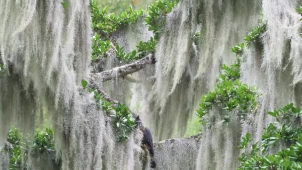 Aquila Selvatica Ornata Falco Spizaetus Ornatus Seduta Alto Albero Nella — Video Stock