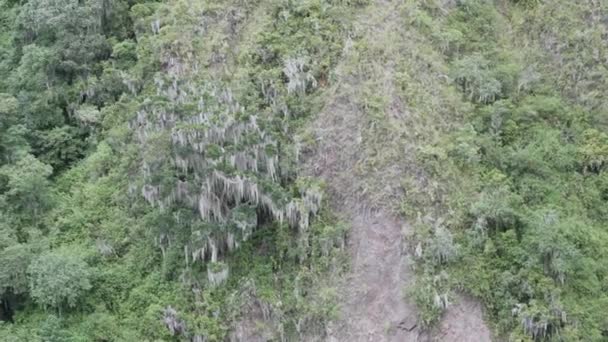 Árbol Alto Cubierto Liquen Los Bosques Nativos Las Tierras Altas — Vídeo de stock