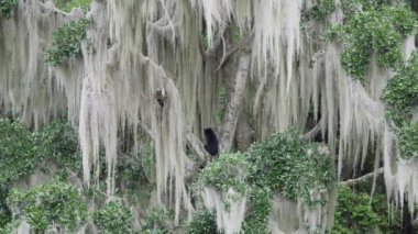 Gözlüklü ayı, Tremarctos ornatus, Andean dağlarındaki dağların ormanlarına özgü, Ekvador 'daki Oso Andino rezervindeki ormandaki yüksek bir ağaca tırmanan.