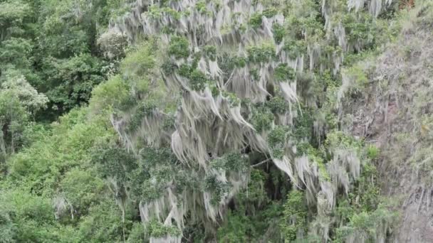 厄瓜多尔奥索安迪诺保护区的一个陡峭的丛林峡谷 在安迪安山脉高地的原始森林里 一棵高大的树被苔藓覆盖着 — 图库视频影像