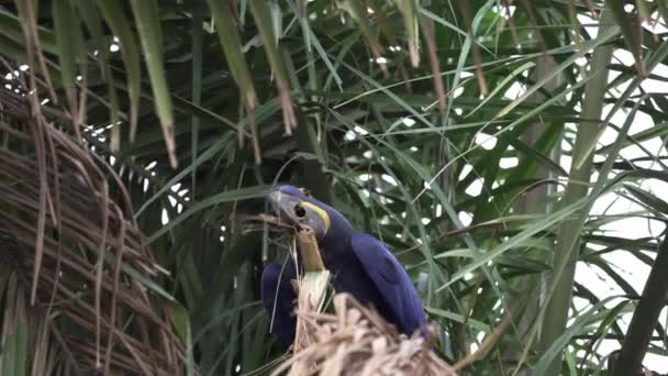 美丽的蓝色水仙花金银花 Anodorhynchus Hyacinthinus 爬过世界上最大的沼泽地潘坦肛门 Pantanal 的树木 沿着横贯潘塔奈拉 Transpantaneira 的路线通往巴西的若弗港 — 图库视频影像