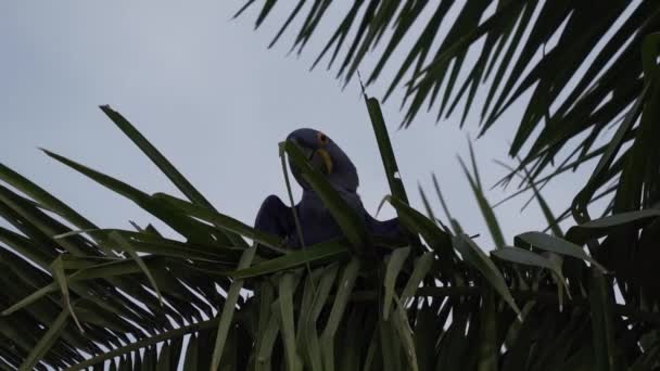 美丽的蓝色水仙花金银花 Anodorhynchus Hyacinthinus 爬过世界上最大的沼泽地潘坦肛门 Pantanal 的树木 沿着横贯潘塔奈拉 Transpantaneira 的路线通往巴西的若弗港 — 图库视频影像