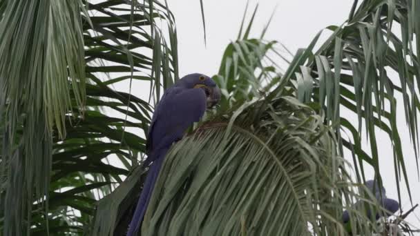 美丽的蓝色风信子金银花阿诺多拉海狗金银花 爬过了世界上最大的沼泽地潘坦肛门的树木 沿着横贯潘塔奈拉的路线通往巴西的若弗港 — 图库视频影像