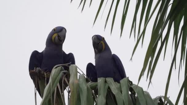 Gyönyörű Kék Jácint Aroma Anodorhynchus Jácintin Átmászik Pantanal Fáin Világ — Stock videók