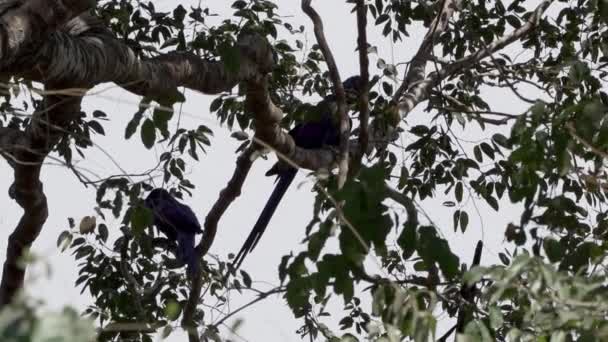 Piękne Niebieskie Hiacynty Anodorhynchus Hiacinthinus Wspinaczka Przez Drzewa Pantanal Największego — Wideo stockowe