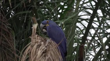 Güzel mavi sümbül papağanı Anodorhynchus sümbül, Pantanal 'ın ağaçlarından tırmanıyor, dünyanın en büyük bataklık bölgesi, transspanira yoluyla Brezilya' daki Porto Jofre 'ye doğru ilerliyor..