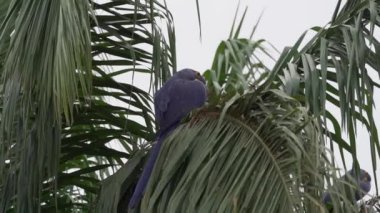 Güzel mavi sümbül papağanı Anodorhynchus sümbül, Pantanal 'ın ağaçlarından tırmanıyor, dünyanın en büyük bataklık bölgesi, transspanira yoluyla Brezilya' daki Porto Jofre 'ye doğru ilerliyor..