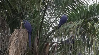 Güzel mavi sümbül papağanı Anodorhynchus sümbül, Pantanal 'ın ağaçlarından tırmanıyor, dünyanın en büyük bataklık bölgesi, transspanira yoluyla Brezilya' daki Porto Jofre 'ye doğru ilerliyor..