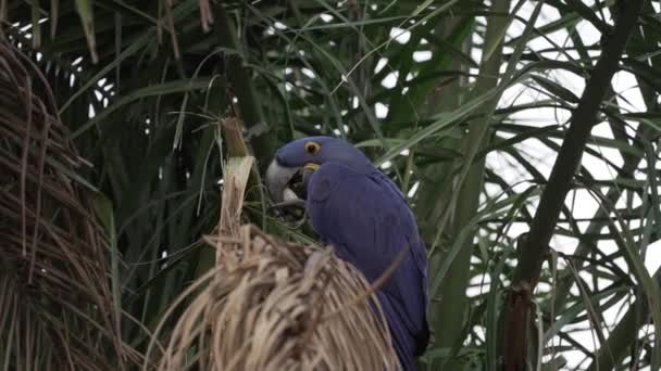 Hermoso Guacamayo Jacinto Azul Anodorhynchus Hyacinthinus Trepando Través Los Árboles — Vídeo de stock