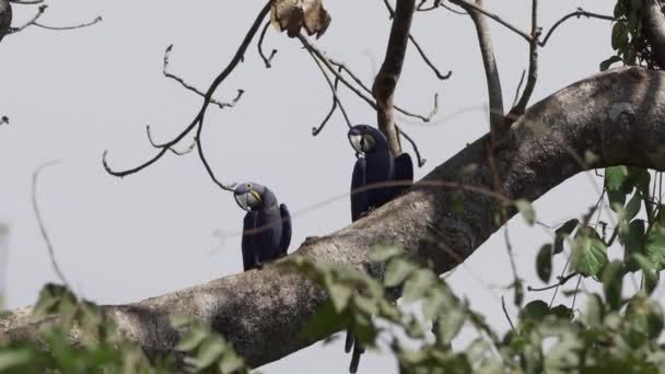 Красивый Голубой Гиацинтовый Ара Anodorhynchus Hyacinthinus Взбирающийся Через Деревья Пантанала — стоковое видео