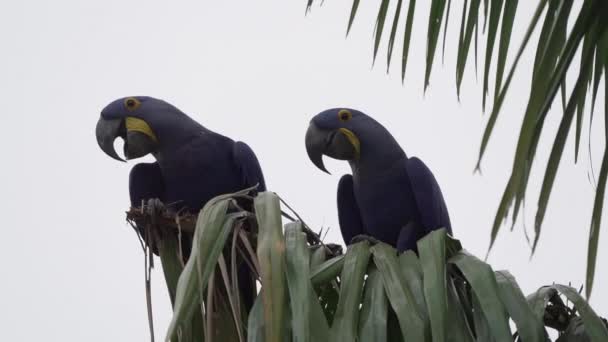 Vackra Blå Hyacint Macaw Anodorhynchus Hyacinthinus Klättra Genom Träden Pantanal — Stockvideo