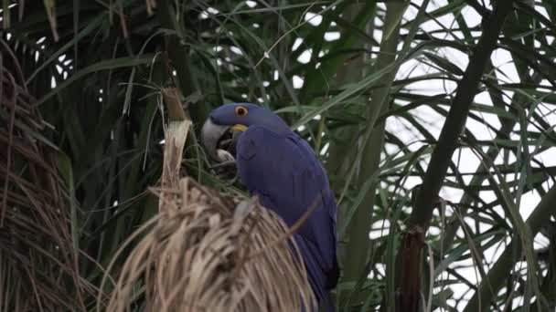 Beautiful Blue Hyacinth Macaw Anodorhynchus Hyacinthinus Climbing Trees Pantanal Biggest — Αρχείο Βίντεο