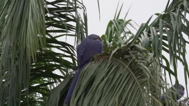 Beautiful Blue Hyacinth Macaw Anodorhynchus Hyacinthinus Climbing Trees Pantanal Biggest — Αρχείο Βίντεο