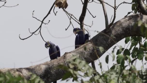 Vackra Blå Hyacint Macaw Anodorhynchus Hyacinthinus Klättra Genom Träden Pantanal — Stockvideo