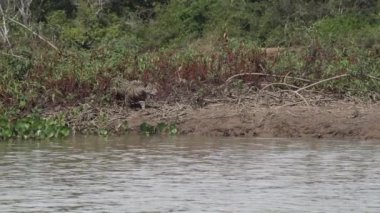 Jaguar, Panthera onca, Amerika 'nın yerlisi, dünyanın en büyük bataklık bölgesi olan Pantanl nehri boyunca avlanan, Brezilya' nın Porto Jofre kentindeki Transpantaneira yakınlarında yaşayan yalnız bir kedi..