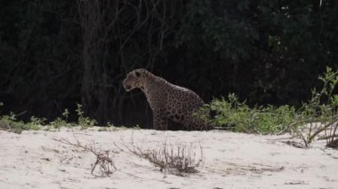 Jaguar, Panthera onca, Amerika 'nın yerlisi, dünyanın en büyük bataklık bölgesi olan Pantanl nehri boyunca avlanan, Brezilya' nın Porto Jofre kentindeki Transpantaneira yakınlarında yaşayan yalnız bir kedi..