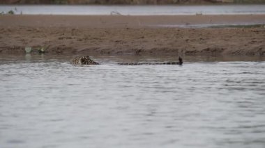 Jaguar, Panthera onca, Amerika 'nın yerlisi, dünyanın en büyük bataklık bölgesi olan Pantanl nehri boyunca avlanan, Brezilya' nın Porto Jofre kentindeki Transpantaneira yakınlarında yaşayan yalnız bir kedi..