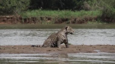 Jaguar, Panthera onca, Amerika 'nın yerlisi, dünyanın en büyük bataklık bölgesi olan Pantanl nehri boyunca avlanan, Brezilya' nın Porto Jofre kentindeki Transpantaneira yakınlarında yaşayan yalnız bir kedi..