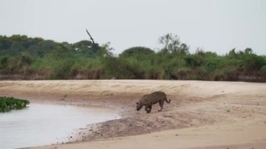 Güney Pantanal 'daki bir çiftliğin çayırında yürüyen dev bir karıncayiyen. Myrmecophaga tridactyla, Orta ve Güney Amerika 'da yaşayan böceksi bir memelidir..