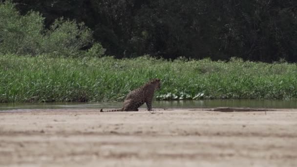 Jaguar Panthera Onca Gran Gato Solitario Nativo Las Américas Cazando — Vídeo de stock
